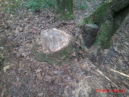 Чоловіків, які зрізали 5 дубів поблизу Житомира, затримали працівники лісової охорони
