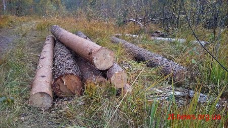 "Чорні" лісоруби з Рівненщини нищать ліс на Олевщині