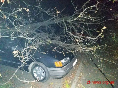У Житомирі сухе дерево впало на два автомобілі