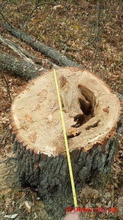На Житомирщині невідомі зрізали 23 дерева, однак не наважились їх вивести
