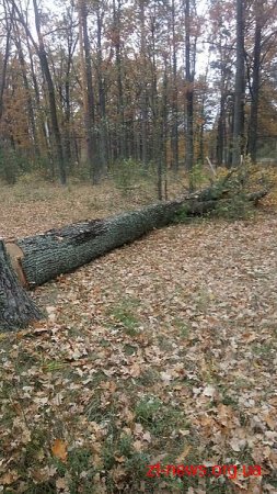 На Житомирщині невідомі зрізали 23 дерева, однак не наважились їх вивести