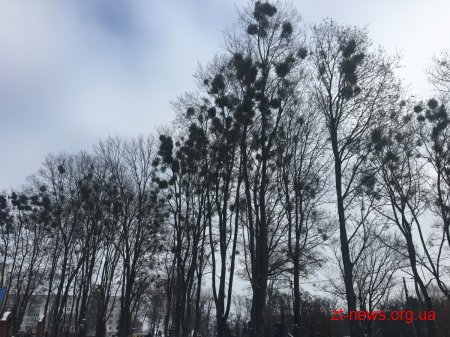 На Смолянському військовому кладовищі у Житомирі впродовж місяця кронуватимуть дерева