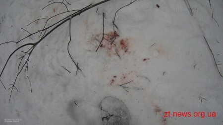 В баранівському лісі браконьєри застрелили кабана та намагалися втекти від лісової охорони