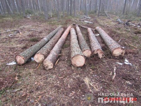 У лісовому масиві Новоград-Волинського району поліцейські затримали трьох «чорних» лісорубів