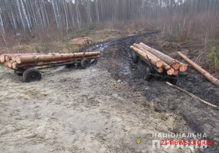 У лісовому масиві Новоград-Волинського району поліцейські затримали трьох «чорних» лісорубів