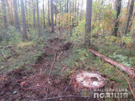 У північних районах Житомирщини викрито чергових підпільних лісорубів