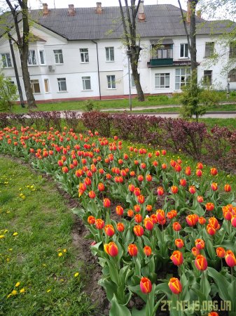 Поблизу пам’ятника жертвам Голодомору вкрали нещодавно висаджені тюльпани