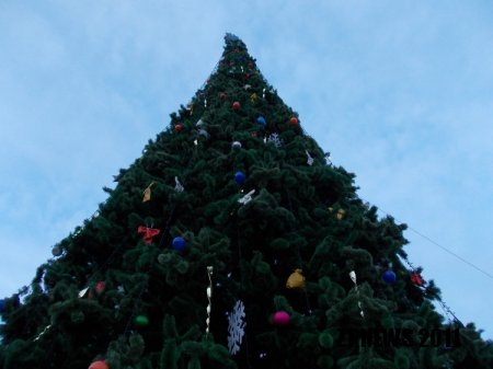 Головна ялинка Житомира посіла 10-те місце за висотою у рейтингу всіх новорічних дерев України