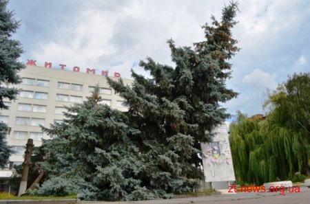 «Зеленбуд» врятував 2 ялини біля готелю «Житомир»