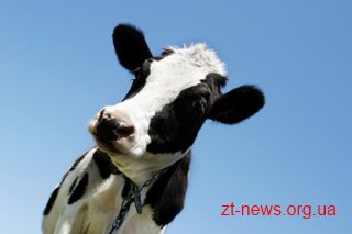 В Олевському районі двоє невідомих викрали корову