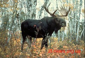 Вперше за останні роки на Житомирщині дозволено полювання на лося