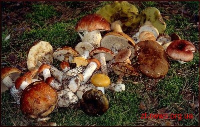 Сесія облради вирішить скільки грибів і ягід можна збирати в лісах найближчі п'ять років