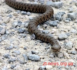 З початку року від укусів змій на Житомирщини постраждало 10 людей