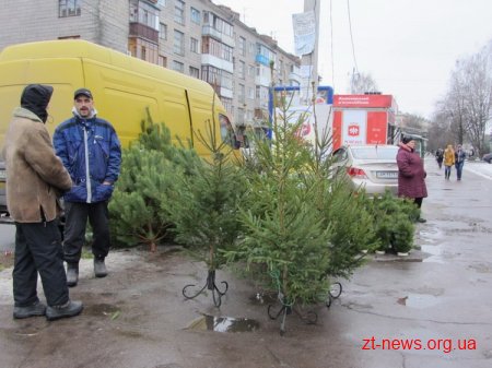 Цьогоріч лісівники Житомирщини продають новорічні ялинки дешевше, ніж в минулому році