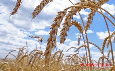 Зернові культури Житомирщини реалізовуються на ринках Швейцарії, Росії, Німеччини та Угорщини
