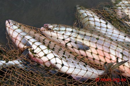Інспектори рибоохорони зафіксували найбільші в цьому році збитки навколишньому середовищу