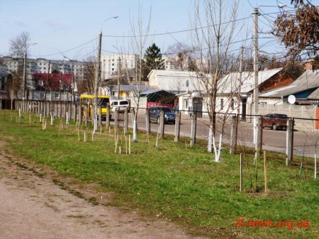 У Житомирі в осінній період планують висадити нові дерева на центральних вулицях міста