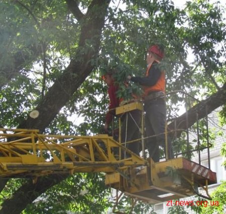 У Житомирі продовжують зрізати аварійні дерева