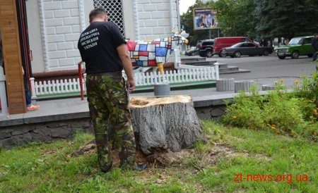 У Житомирі інспектори екоінспекції виявили незаконно зрізане дерево