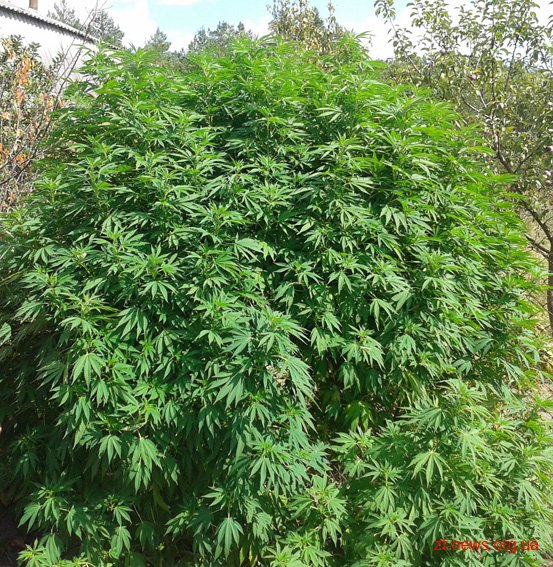 Дерево похоже на коноплю прорастание семян марихуаны