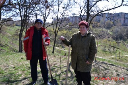 У Житомирі висадили 250 дерев