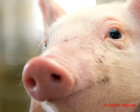 До середини листопада у Малинському районі триватиме карантин через африканську чуму свиней