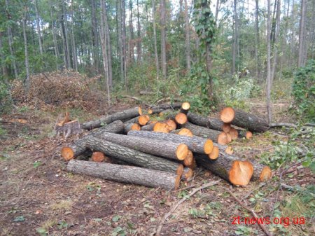 16 кримінальних проваджень щодо крадіжок лісу відкрито на Житомирщині за півроку
