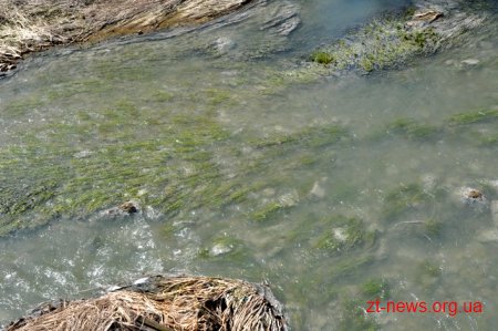 Результати досліджень води та загиблої фауни з річок Баранівського району