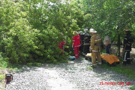 На Житомирщині дерево впало і вбило велосипедиста
