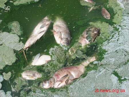 Встановлюються причини загибелі риби в Овруцькому районі