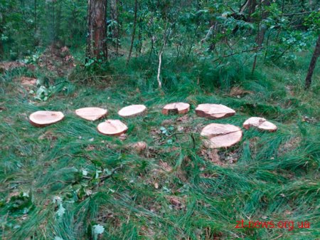 На Житомирщині поліцейські затримали крадіїв лісу