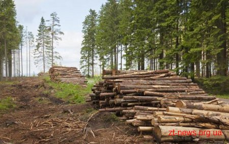 Розпочате на Житомирщині розслідування має з'ясувати схеми незаконних операцій з лісопродукцією