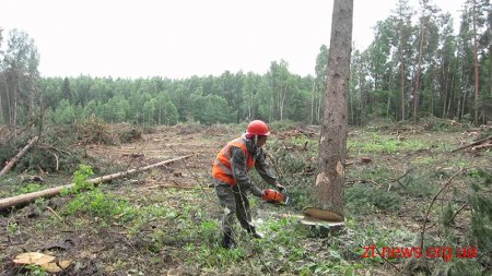 Військова прокуратура зупинила незаконну вирубку лісу на 137 гектарах земель оборони