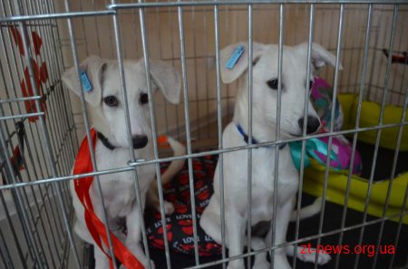 У Житомирі продовжується робота зі стерилізації собак