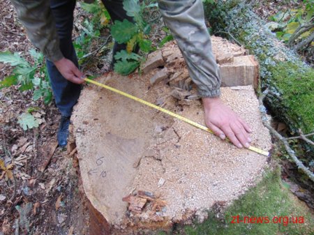 На Житомирщині викрадену в лісі одного району деревину знайшли на лісопильні в іншому