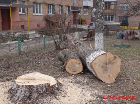 У Житомирі планують зрізати близько 1000 аварійних дерев
