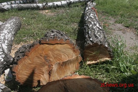 В Лугинському районі лісопорушники завдали шкоди лісу на суму 86 тисяч гривень