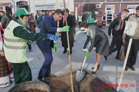 Нові екзотичні дерева з’явились на вулиці Михайлівській у Житомирі
