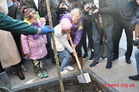 Нові екзотичні дерева з’явились на вулиці Михайлівській у Житомирі