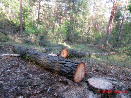 На Житомирщині затримали чергових лісокрадіїв