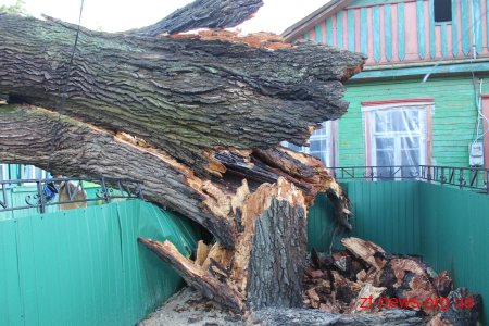 В Олевську негода повалила дерево на житловий будинок
