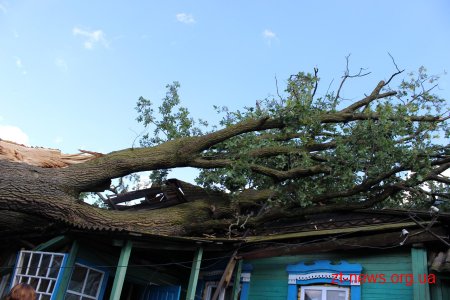 В Олевську негода повалила дерево на житловий будинок