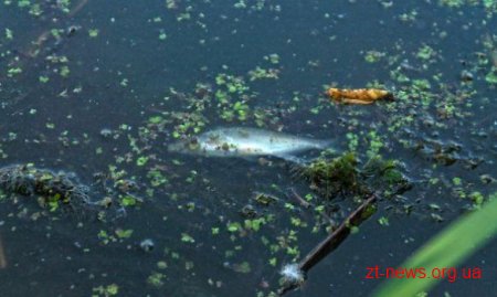 Житомирський рибоохоронний патруль виїхав перевірити причини загибелі риби на 3 водоймах
