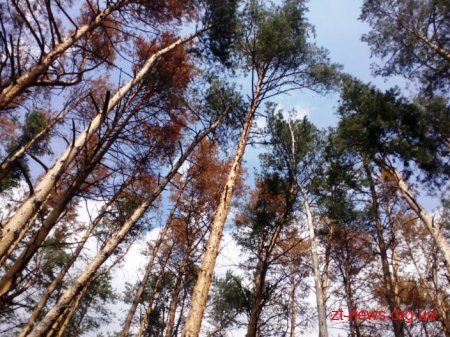 На Житомирщині лісівники хочуть ініціювати оголошення в галузі надзвичайного стану