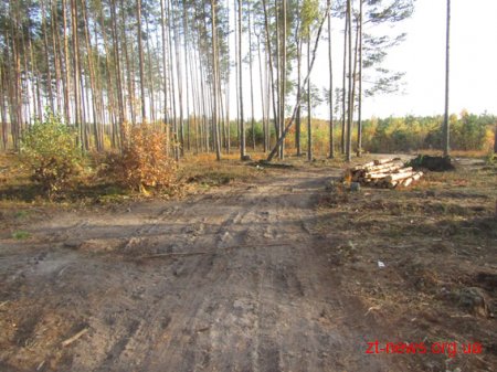 У Новоград-Волинському поліцейські розслідують стрілянину у працівників лісництва