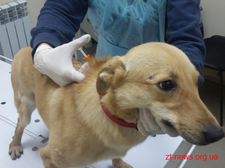 У Житомирі почали чіпувати безпритульних собак