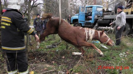 У Житомирі рятувальники дістали коня з каналізаційного колодязя