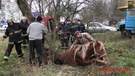 У Житомирі рятувальники дістали коня з каналізаційного колодязя