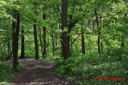 На Житомирщині буде утворено лісовий заказник