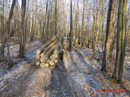 Поліція розпочала розслідування крадіжки деревини на Житомирщині